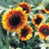 Firecracker Hybrid Sunflower -Maximas Flower Shop 06125