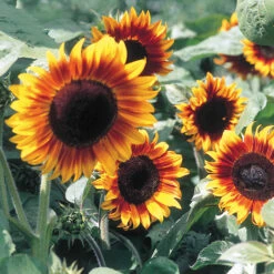 Firecracker Hybrid Sunflower