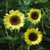 Lemon Queen Sunflower -Maximas Flower Shop 06131