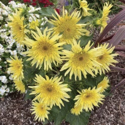 Lemon Cutie™ Hybrid Sunflower