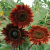 Midnight Rouge Sunflower -Maximas Flower Shop 06135
