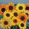 Music Box Mix Sunflower -Maximas Flower Shop 06138