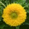 Gummy Bear Sunflower -Maximas Flower Shop 06140