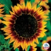 Ring Of Fire Sunflower -Maximas Flower Shop 06149 AAS