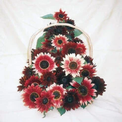 Ruby Moon Mix Sunflower