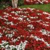 Beacon® Red White Mix Impatiens -Maximas Flower Shop 06394