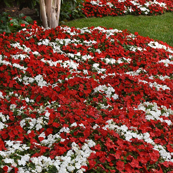 Beacon® Red White Mix Impatiens 3 Beacon® Red White Mix Impatiens