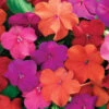 Xtreme™ Tango Impatiens Mix