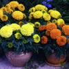 Antigua™ Mix Hybrid Marigold -Maximas Flower Shop 06786