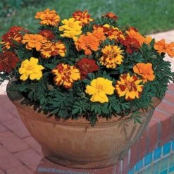 Durango® Outback Mix Marigolds