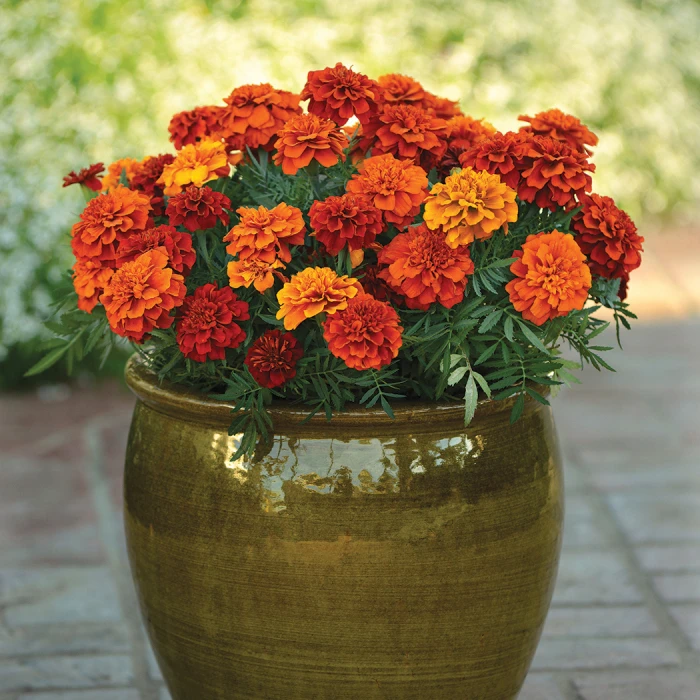 Fireball Marigold 3 Fireball Marigold