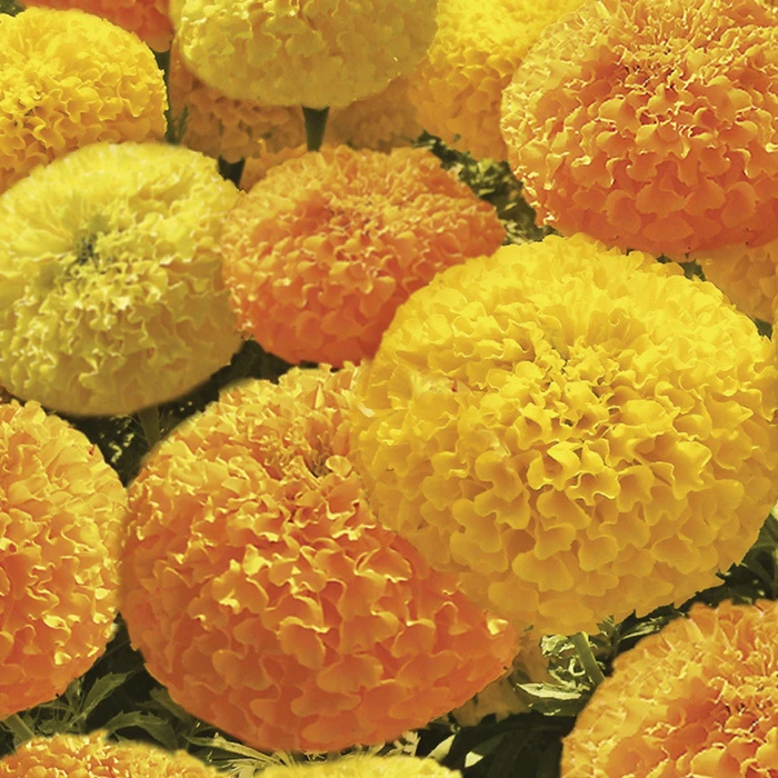 Bali Mix Marigold 3 Bali Mix Marigold