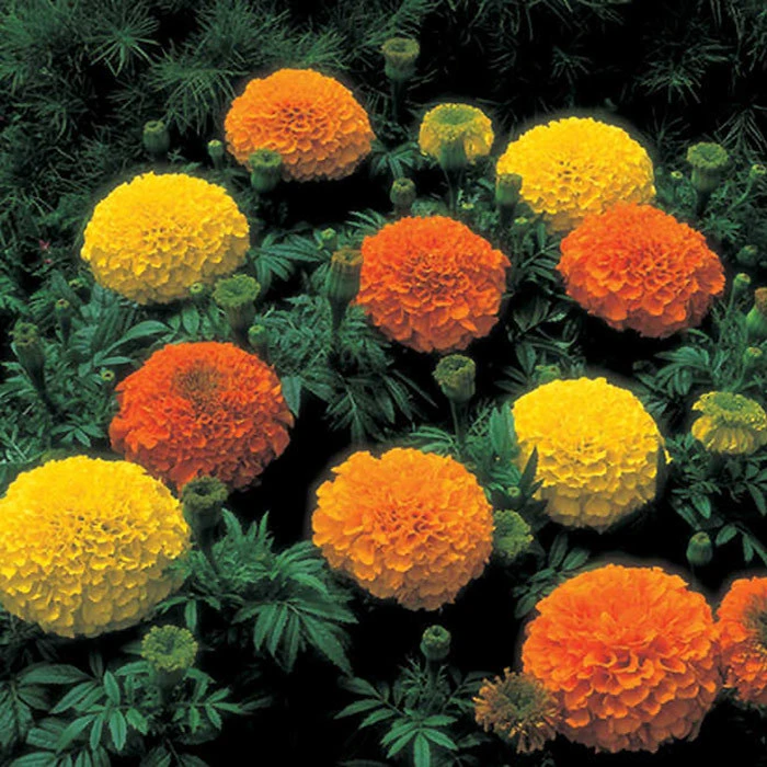 Inca II™ Hybrid Marigold Mix 3 Inca II™ Hybrid Marigold Mix