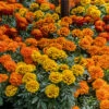 Super Hero™ Mix Marigold