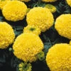 Marvel™ II Yellow Hybrid Marigold 2 Marvel™ II Yellow Hybrid Marigold -Maximas Flower Shop 06933