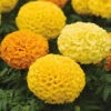 Marvel™ II Mix Hybrid Marigold 2 Marvel™ II Mix Hybrid Marigold -Maximas Flower Shop 06934