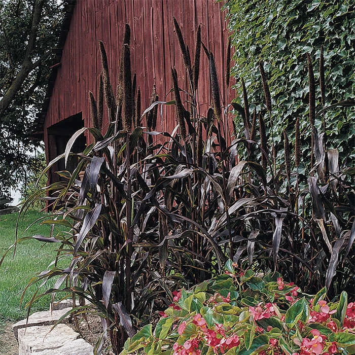 Purple Majesty Hybrid Ornamental Millet 3 Purple Majesty Hybrid Ornamental Millet