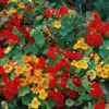 Giant Climbing Mix Nasturtiums 1 Giant Climbing Mix Nasturtiums -Maximas Flower Shop 07017