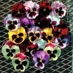 Majestic Giants II Hybrid Mix Pansies