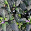 Black Hawk Hybrid Ornamental Pepper -Maximas Flower Shop 07300