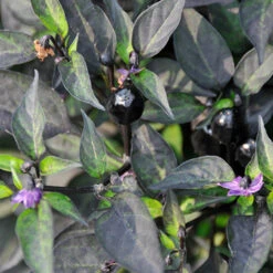 Black Hawk Hybrid Ornamental Pepper