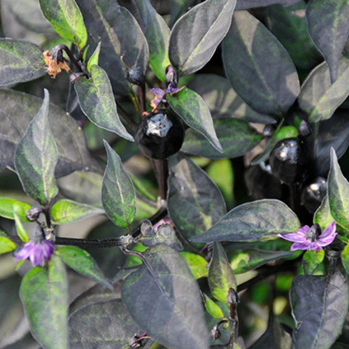Black Hawk Hybrid Ornamental Pepper 3 Black Hawk Hybrid Ornamental Pepper