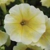 Easy Wave® Yellow Hybrid Petunia 1 Easy Wave® Yellow Hybrid Petunia -Maximas Flower Shop 07352