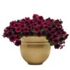 Burgundy Velour Easy Wave® Hybrid Petunia
