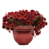 Red Velour Easy Wave® Hybrid Petunia 1 Red Velour Easy Wave® Hybrid Petunia -Maximas Flower Shop 07359