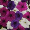 Easy Wave® Great Lakes Mix Petunia 1 Easy Wave® Great Lakes Mix Petunia -Maximas Flower Shop 07377