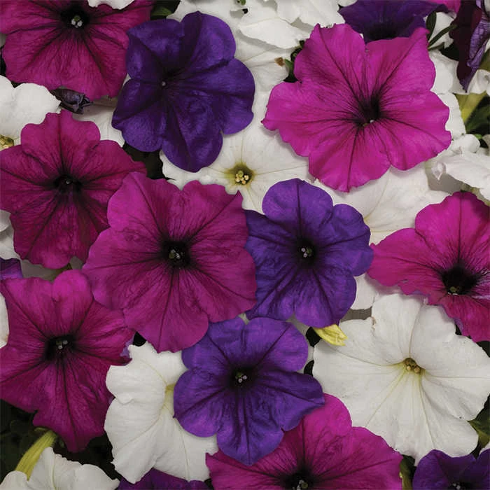 Easy Wave® Great Lakes Mix Petunia 3 Easy Wave® Great Lakes Mix Petunia