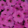 Neon Rose Easy Wave® Hybrid Petunia 1 Neon Rose Easy Wave® Hybrid Petunia -Maximas Flower Shop 07378