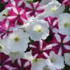 Starfish Mix Easy Wave® Hybrid Petunia -Maximas Flower Shop 07379