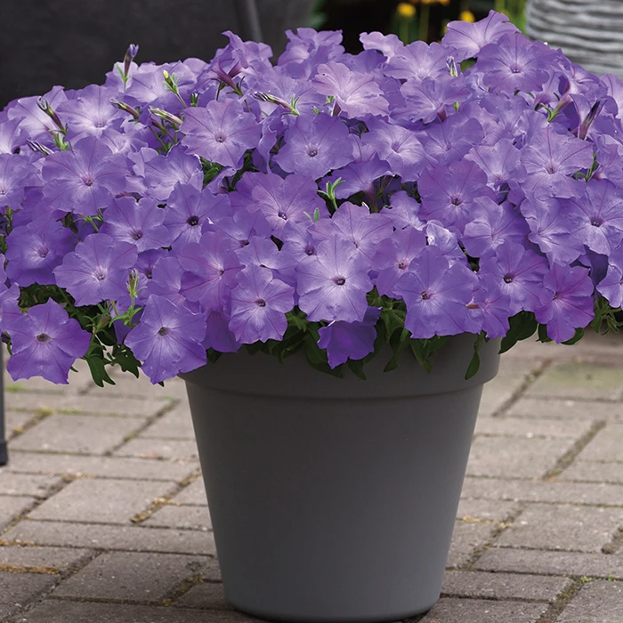 Lavender Sky Blue Easy Wave® Petunia 3 Lavender Sky Blue Easy Wave® Petunia