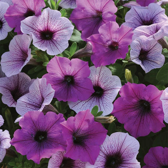 Plum Pudding Easy Wave® Hybrid Petunia 3 Plum Pudding Easy Wave® Hybrid Petunia