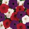 Flag Mix Easy Wave® Hybrid Petunia 2 Flag Mix Easy Wave® Hybrid Petunia -Maximas Flower Shop 07399