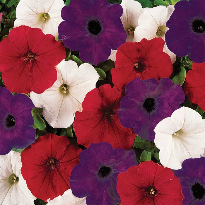 Flag Mix Easy Wave® Hybrid Petunia 3 Flag Mix Easy Wave® Hybrid Petunia
