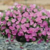 Pink Shades Shock Wave® Petunia -Maximas Flower Shop 07453