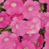 Rose Shock Wave® Petunia -Maximas Flower Shop 07455