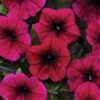 Deep Purple Shock Wave® Hybrid Petunia -Maximas Flower Shop 07466