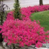 Hot Pink Tidal Wave® Hybrid Petunia -Maximas Flower Shop 07469