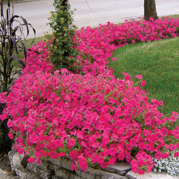 Hot Pink Tidal Wave® Hybrid Petunia 3 Hot Pink Tidal Wave® Hybrid Petunia