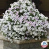 Silver Tidal Wave® Hybrid Petunia 2 Silver Tidal Wave® Hybrid Petunia -Maximas Flower Shop 07470 AAS