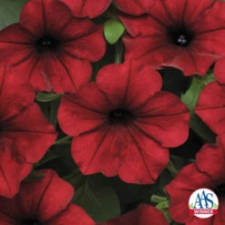 Red Velour Tidal Wave® Hybrid Petunia