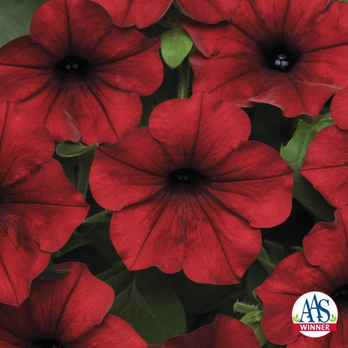 Red Velour Tidal Wave® Hybrid Petunia 3 Red Velour Tidal Wave® Hybrid Petunia