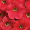 Coral Crush Shock Wave® Hybrid Petunia 1 Coral Crush Shock Wave® Hybrid Petunia -Maximas Flower Shop 07477