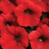 Red Shock Wave® Hybrid Petunia -Maximas Flower Shop 07478