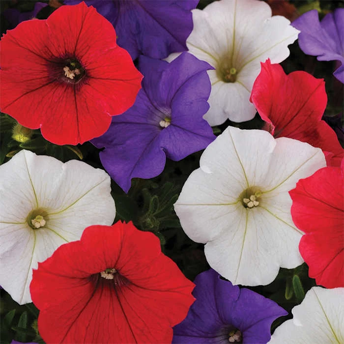 Shock Wave® Volt Mix Petunia 3 Shock Wave® Volt Mix Petunia