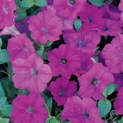 Lavender Wave® Trailing Hybrid Petunia