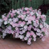 Misty Lilac Wave® Trailing Petunia -Maximas Flower Shop 07491
